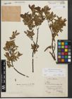 Foto von Salix waldsteiniana Willd.